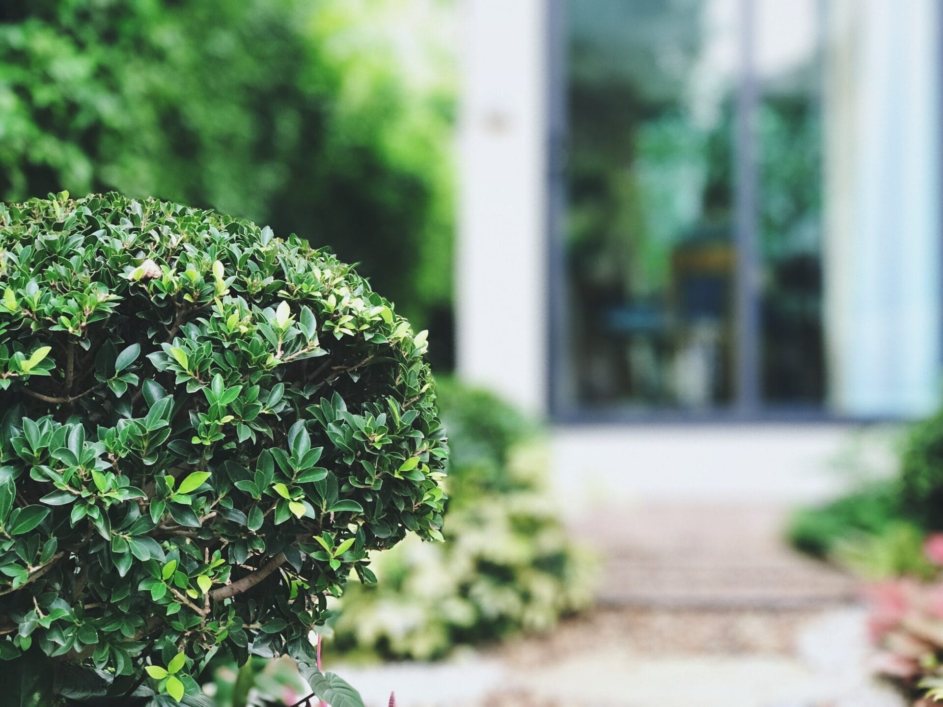 Close-up of a neatly trimmed round shrub in a landscaped garden with a blurred modern building in the background